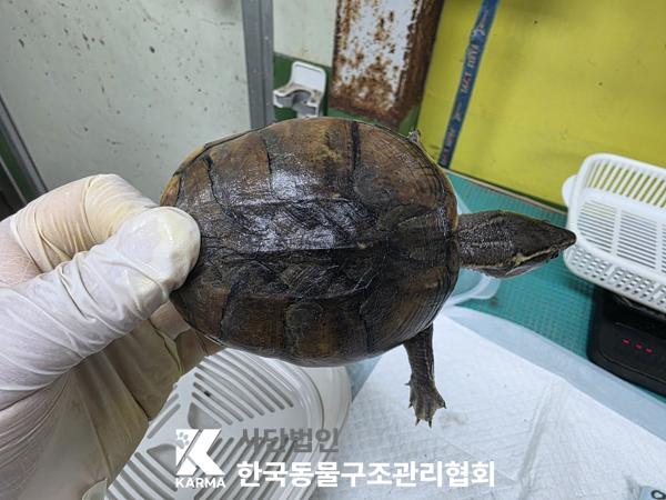 보호 중인 거북이