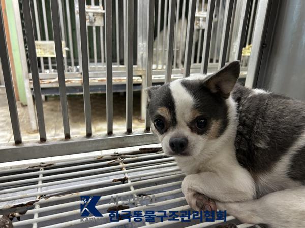 보호 중인 치와와