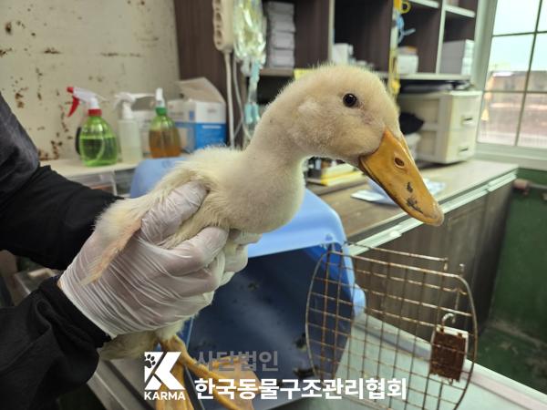 보호 중인 오리