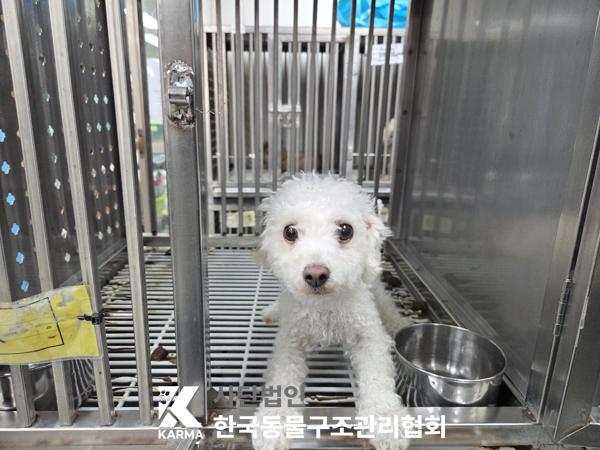 보호 중인 푸들