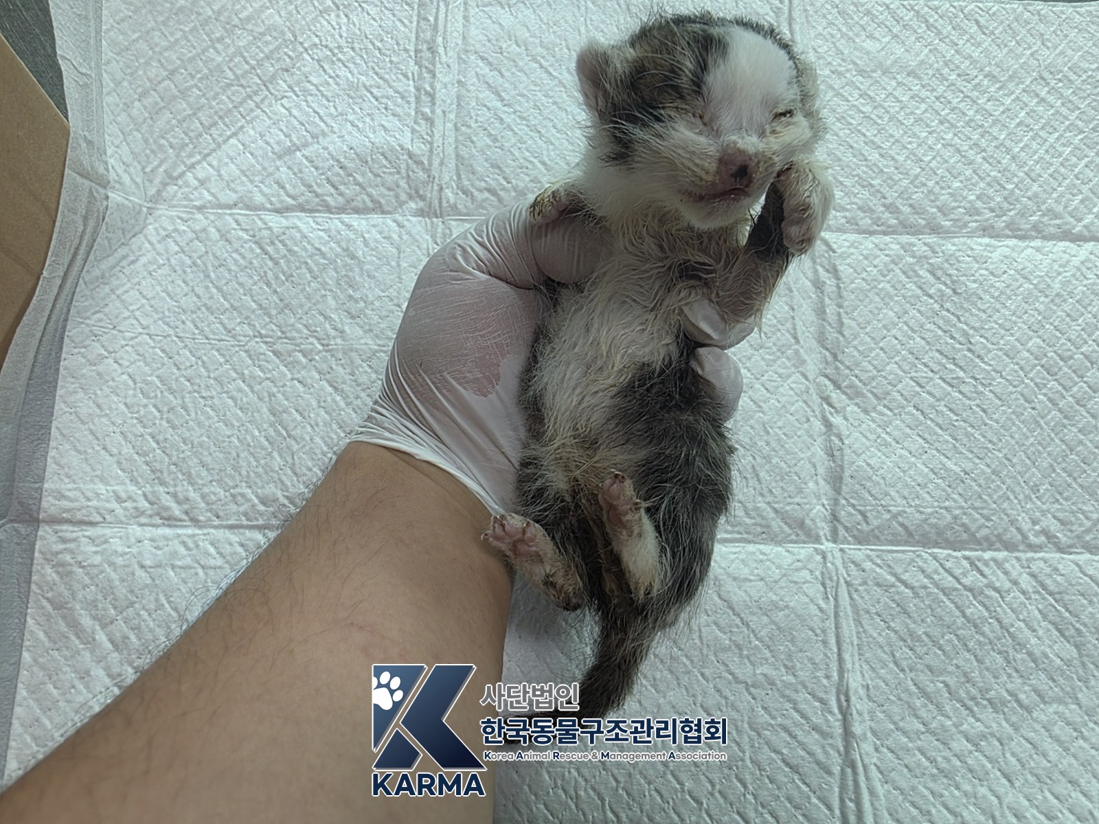 보호 중인 한국 고양이