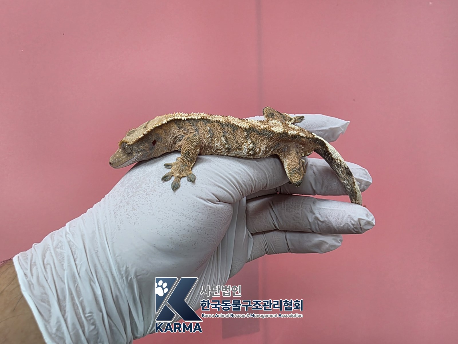 보호 중인 크레스티드 게코