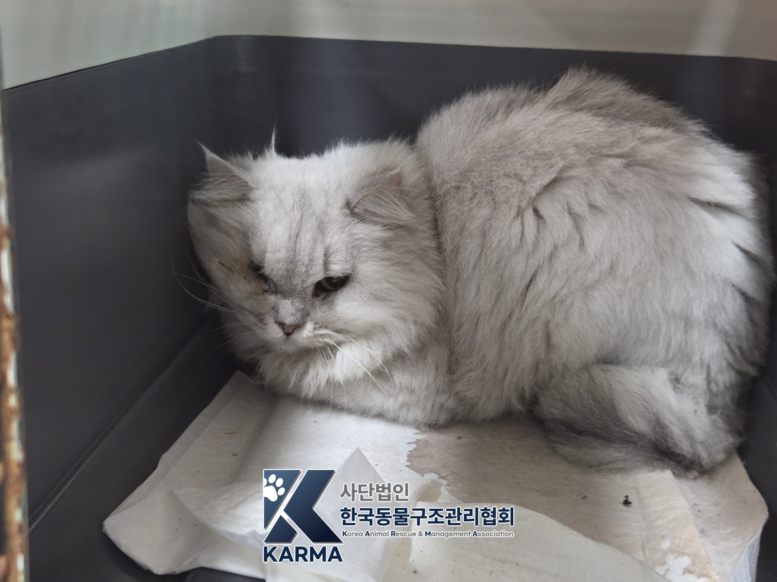 보호 중인 페르시안 친칠라