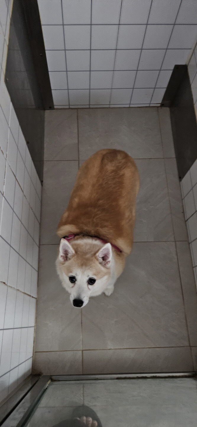 보호 중인 웰시 코기 카디건