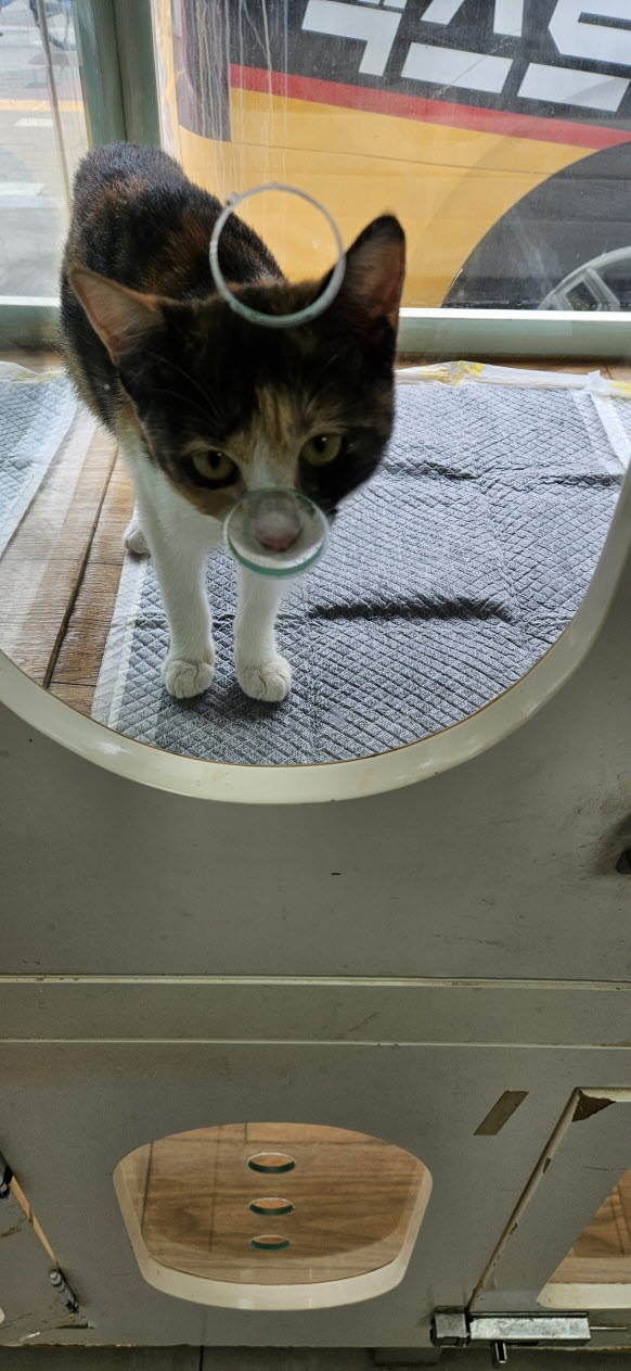보호 중인 한국 고양이
