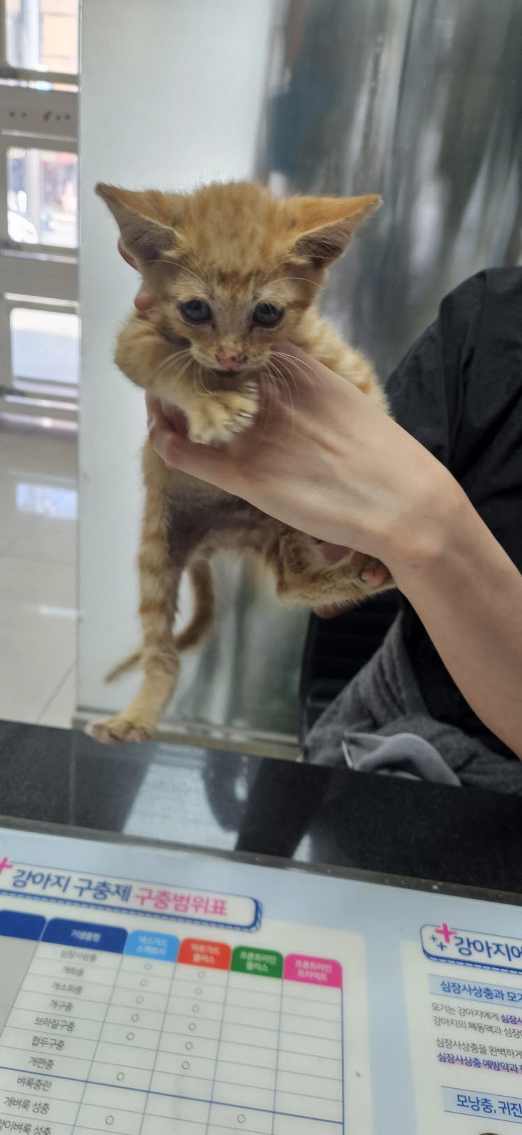 보호 중인 한국 고양이