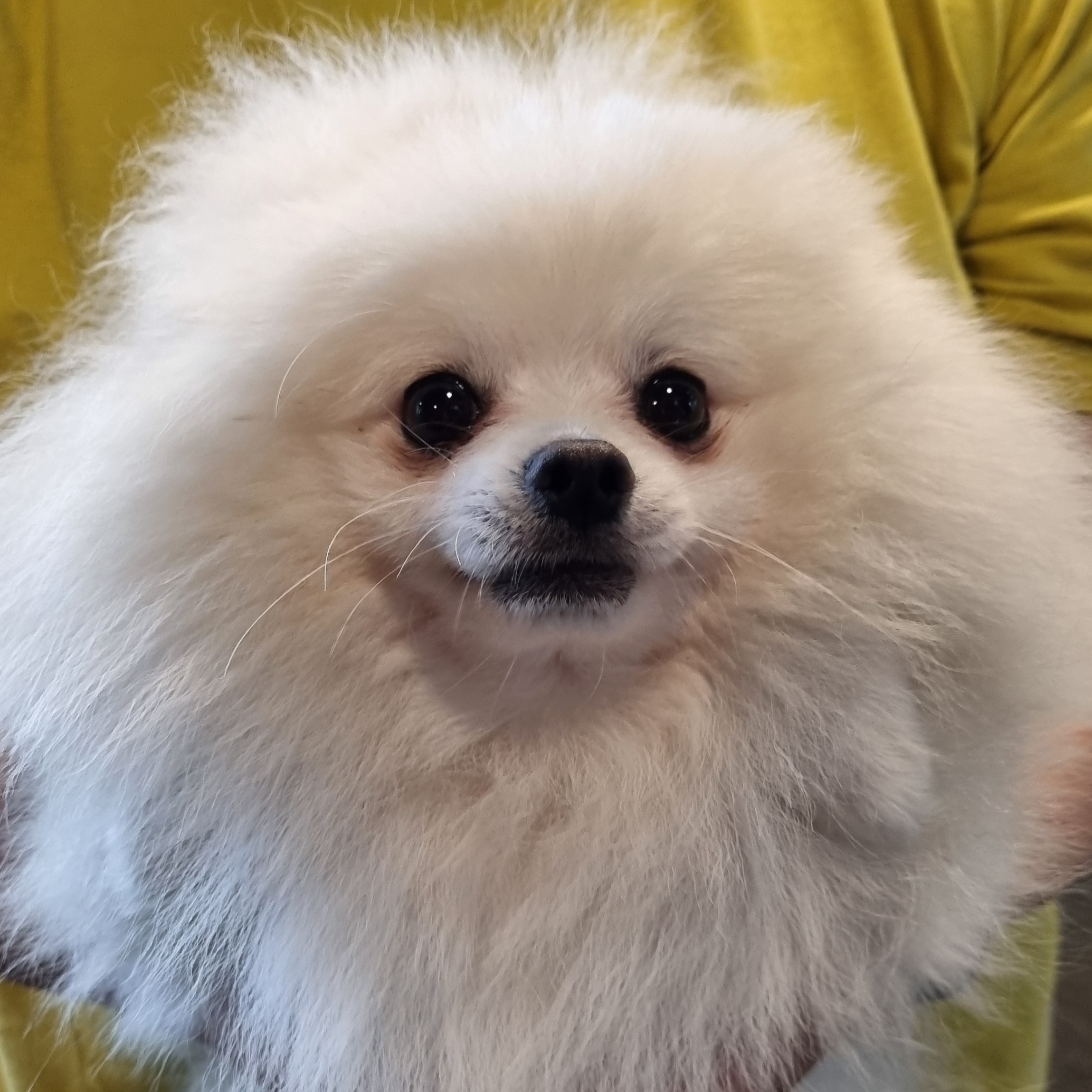 보호 중인 포메라니안