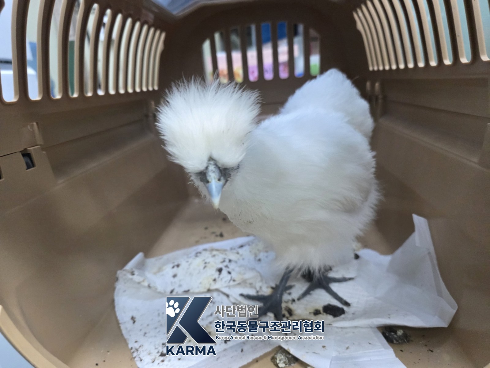 보호 중인 오골계