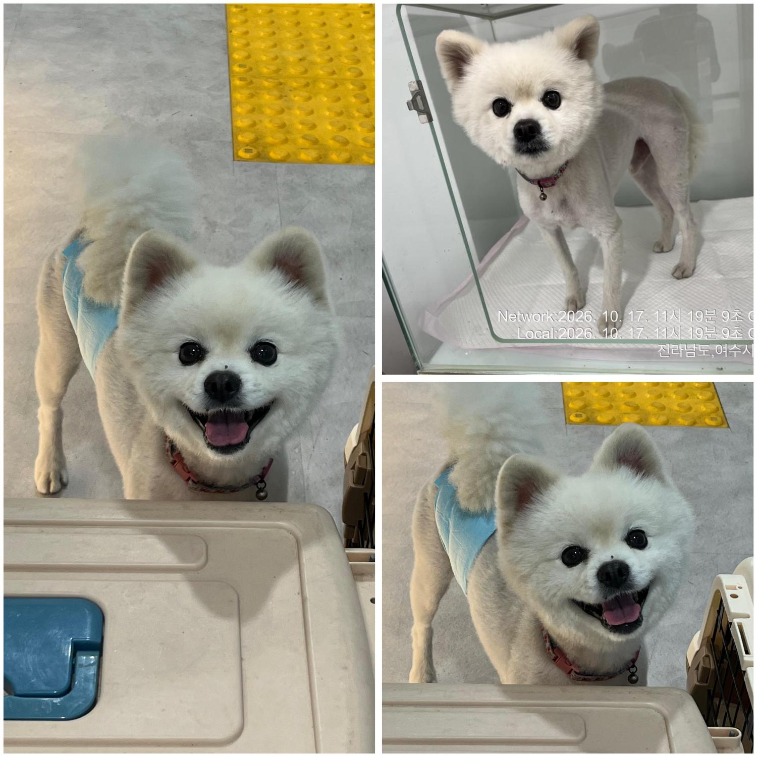 보호 중인 스피츠