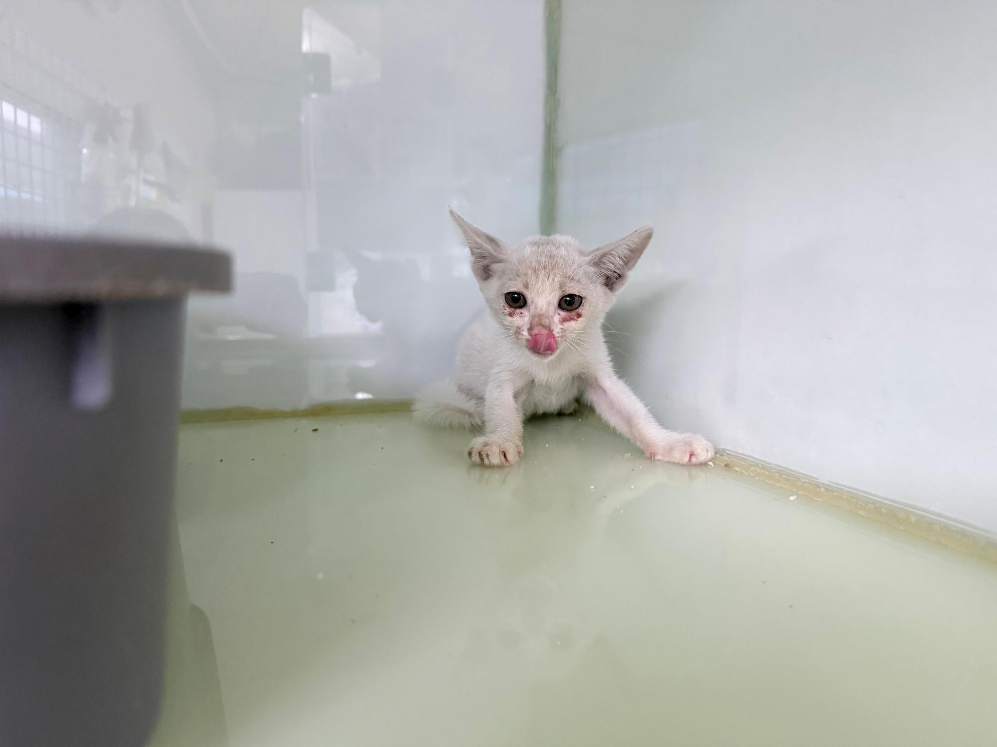 보호 중인 한국 고양이