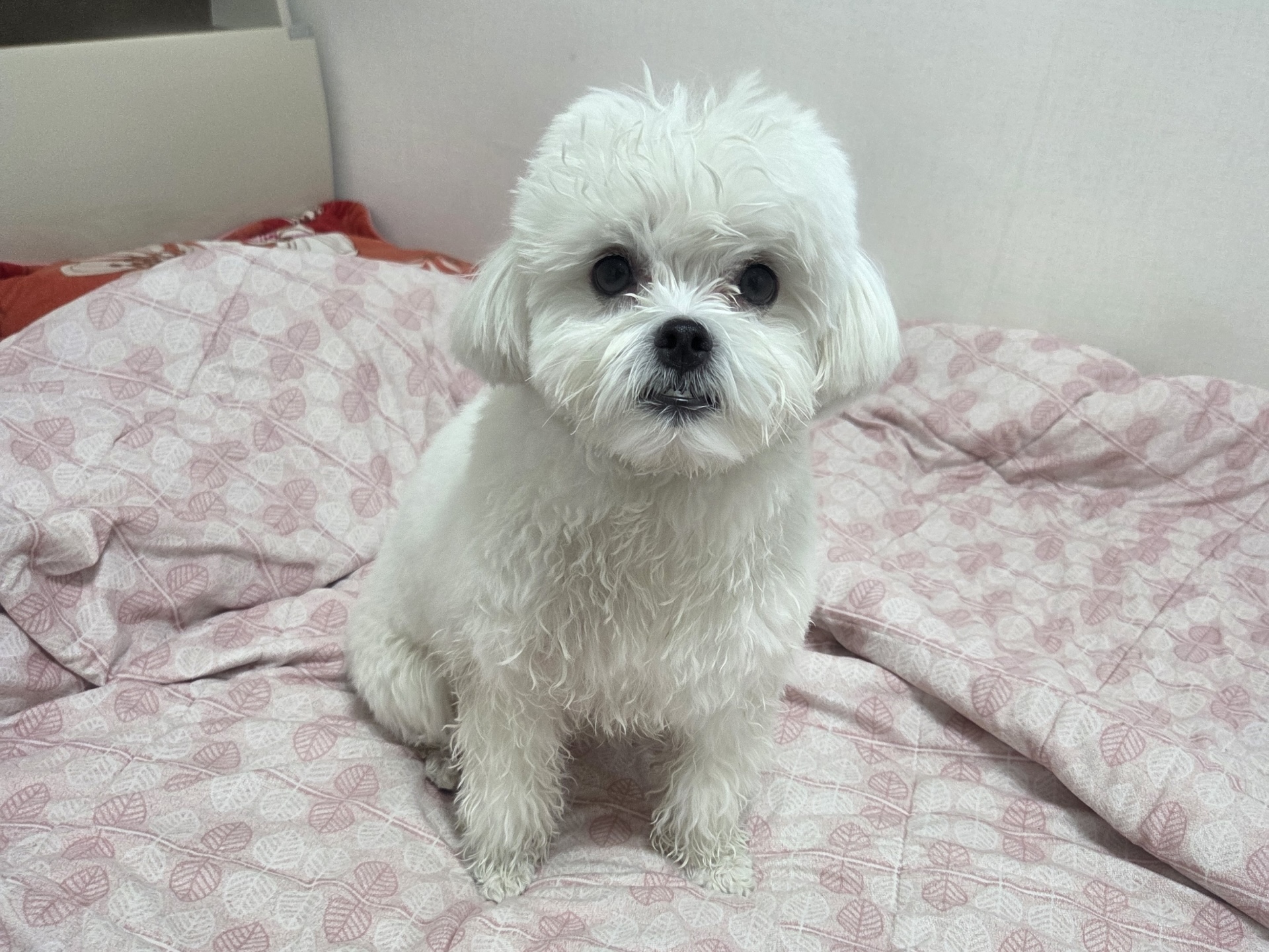 보호 중인 말티푸