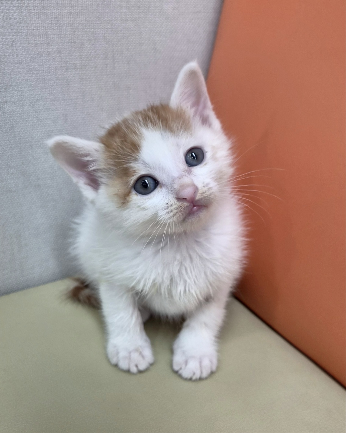 보호 중인 믹스묘