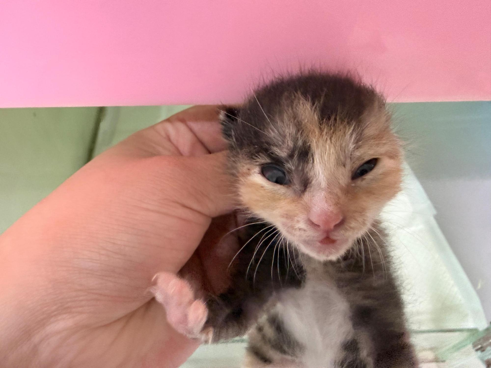 보호 중인 한국 고양이