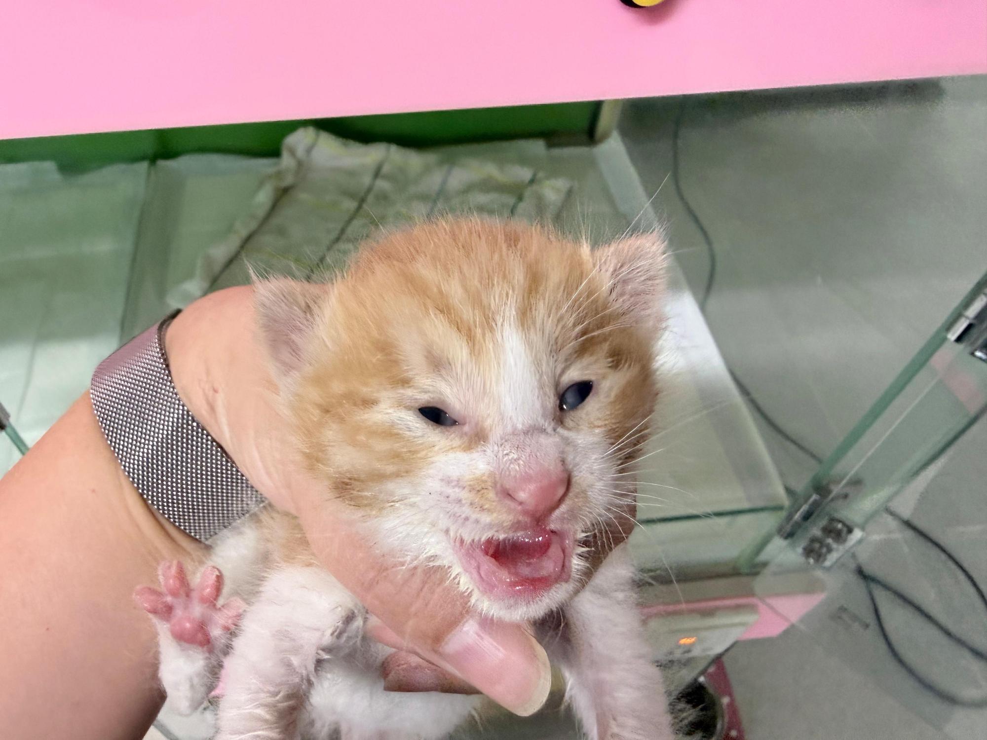 보호 중인 한국 고양이