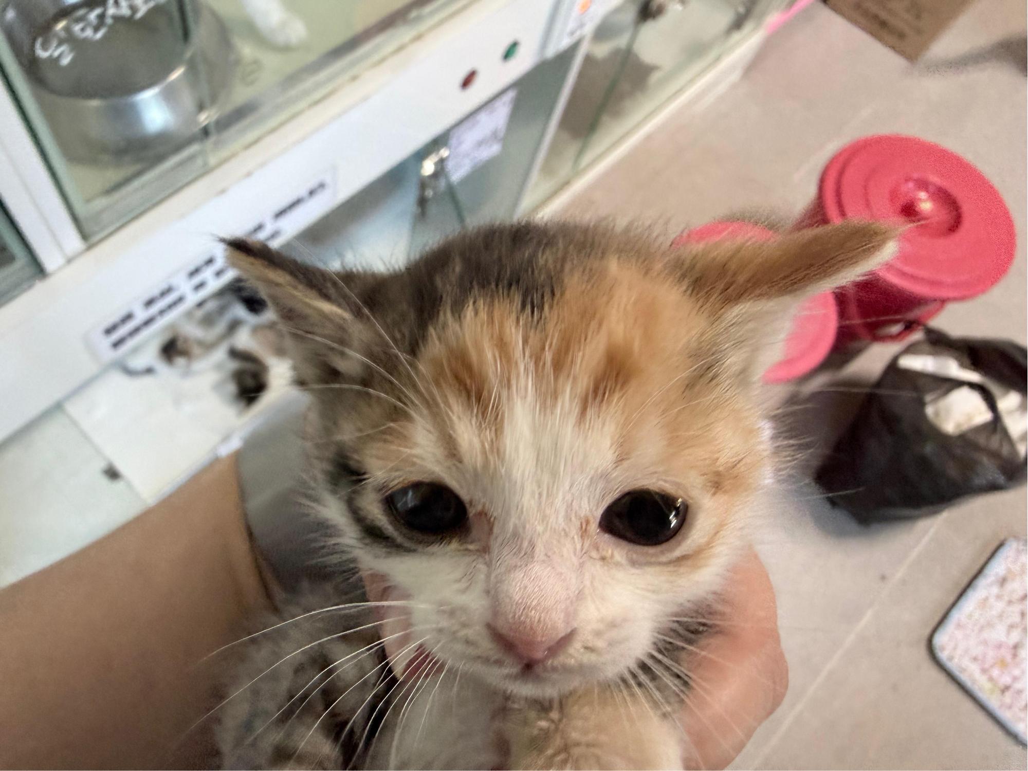 보호 중인 한국 고양이