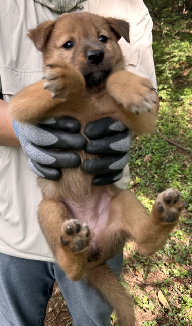 보호 중인 믹스견