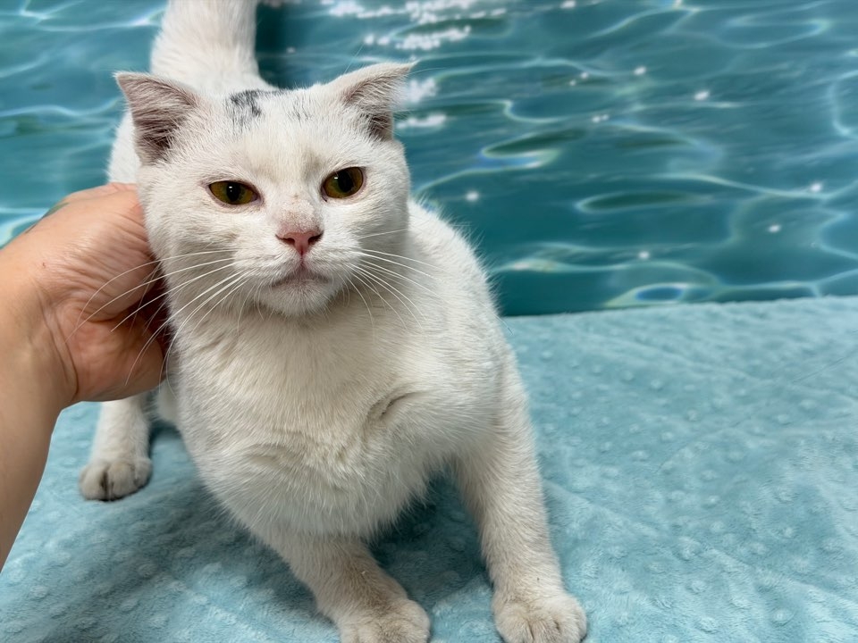 보호 중인 믹스묘