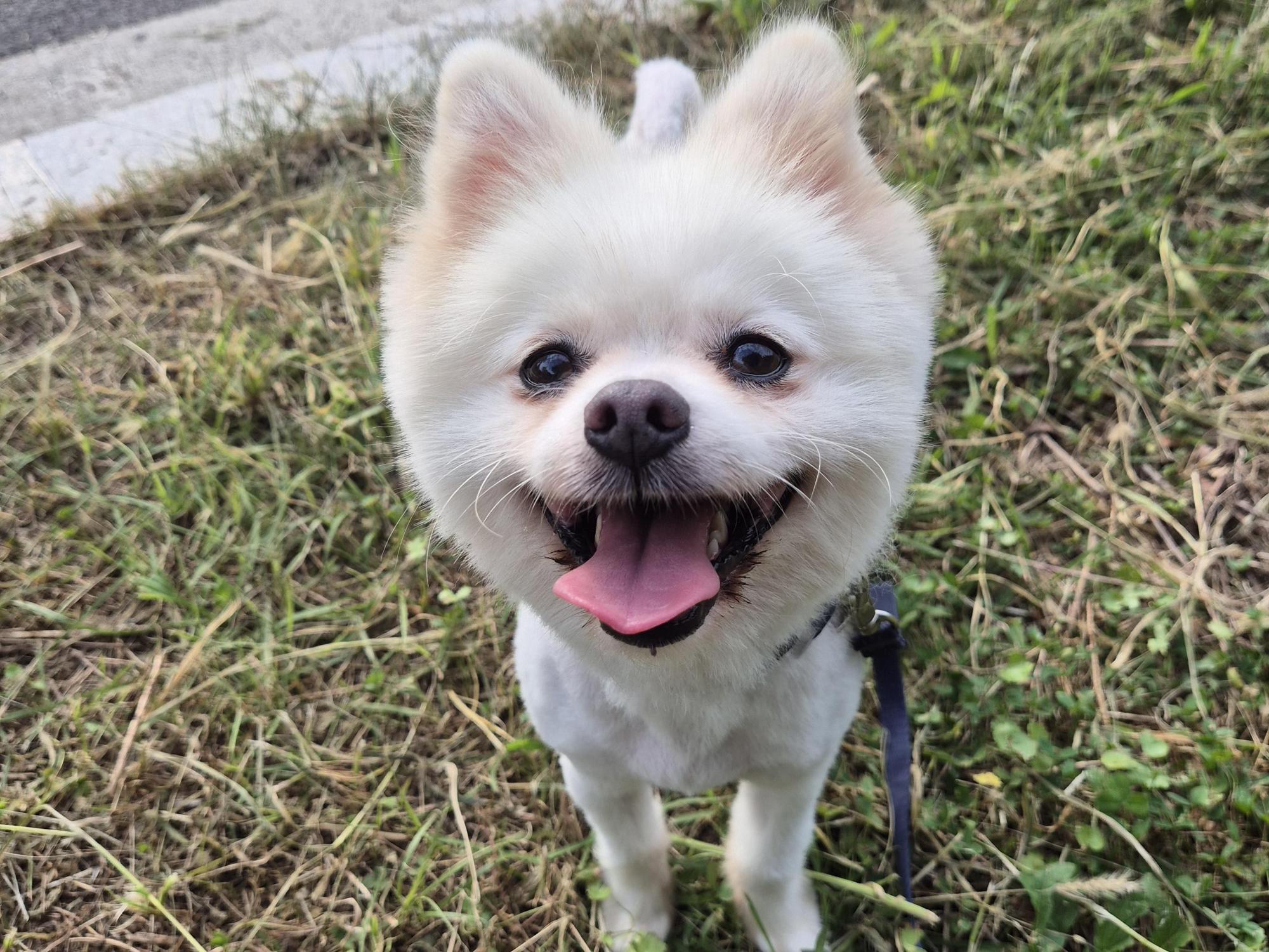 보호 중인 포메라니안