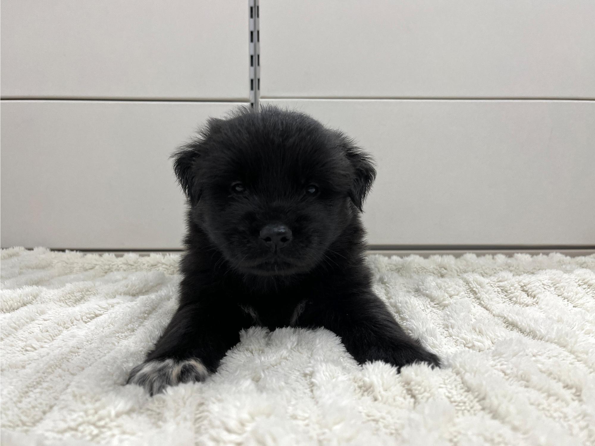 보호 중인 믹스견