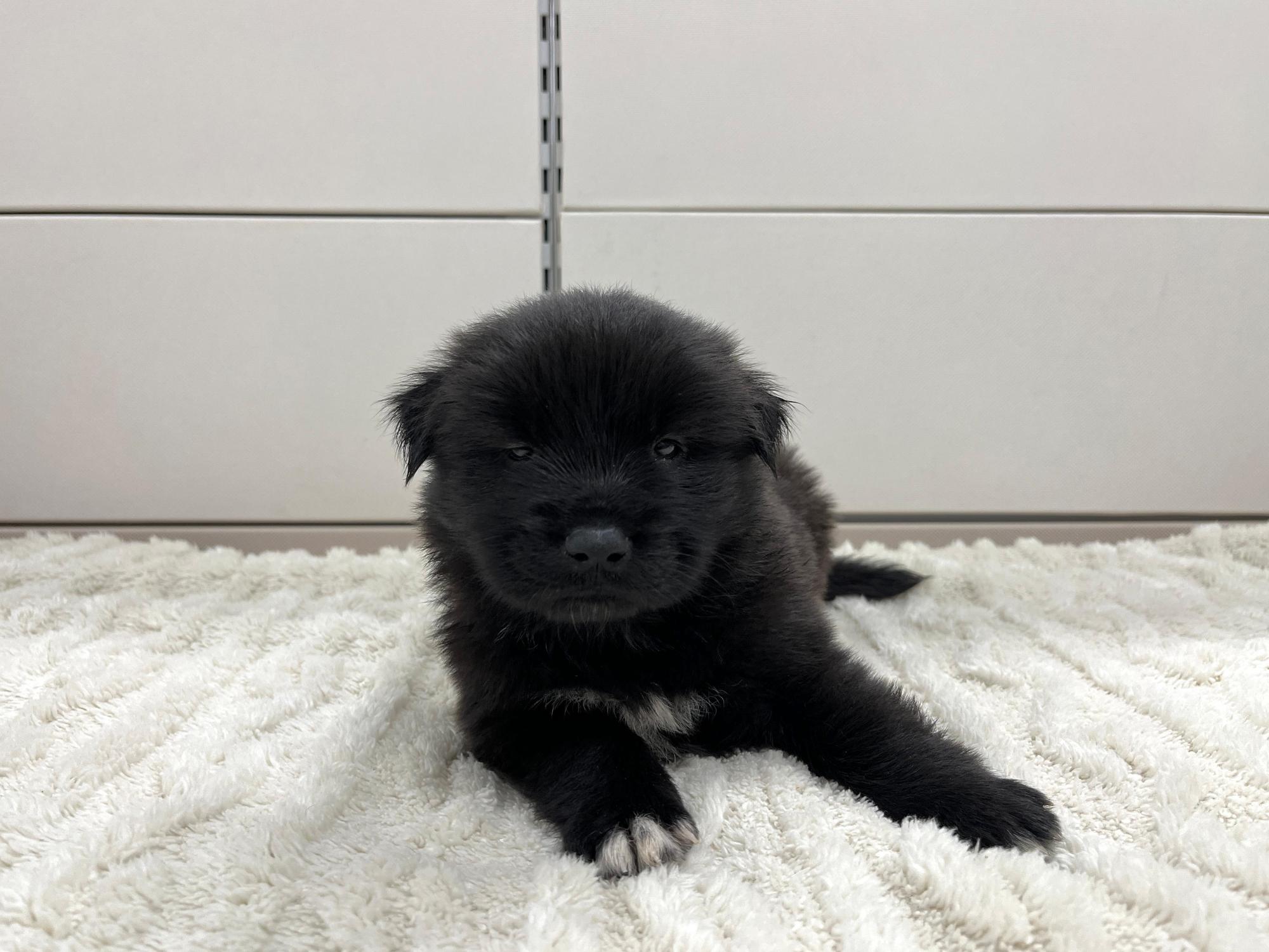 보호 중인 믹스견