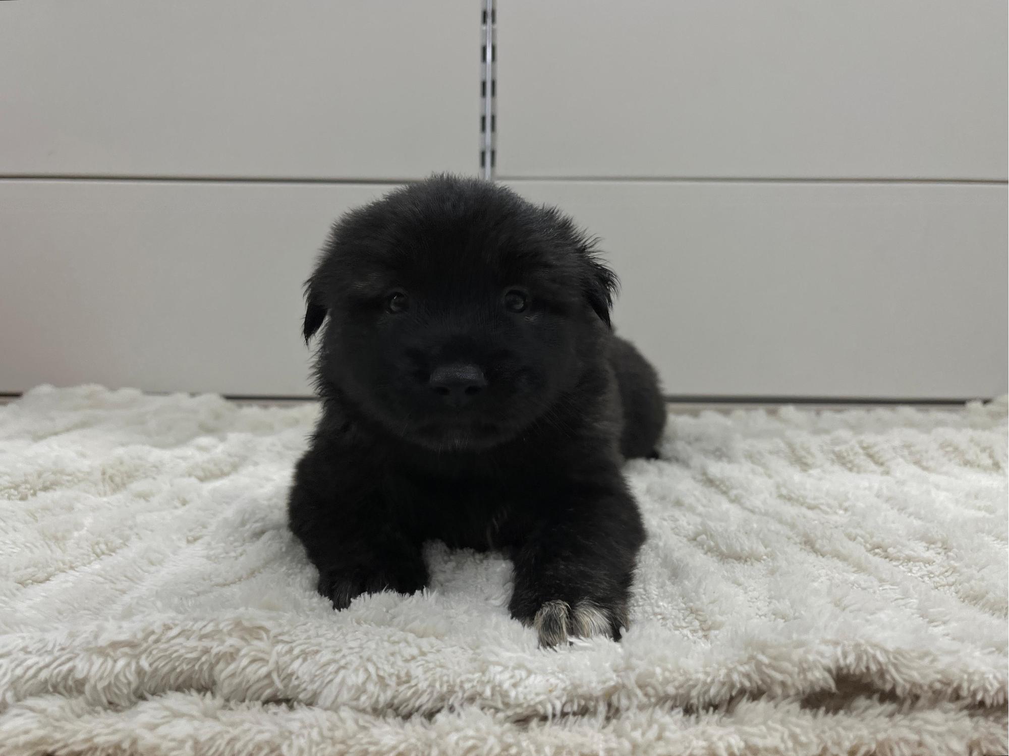 보호 중인 믹스견