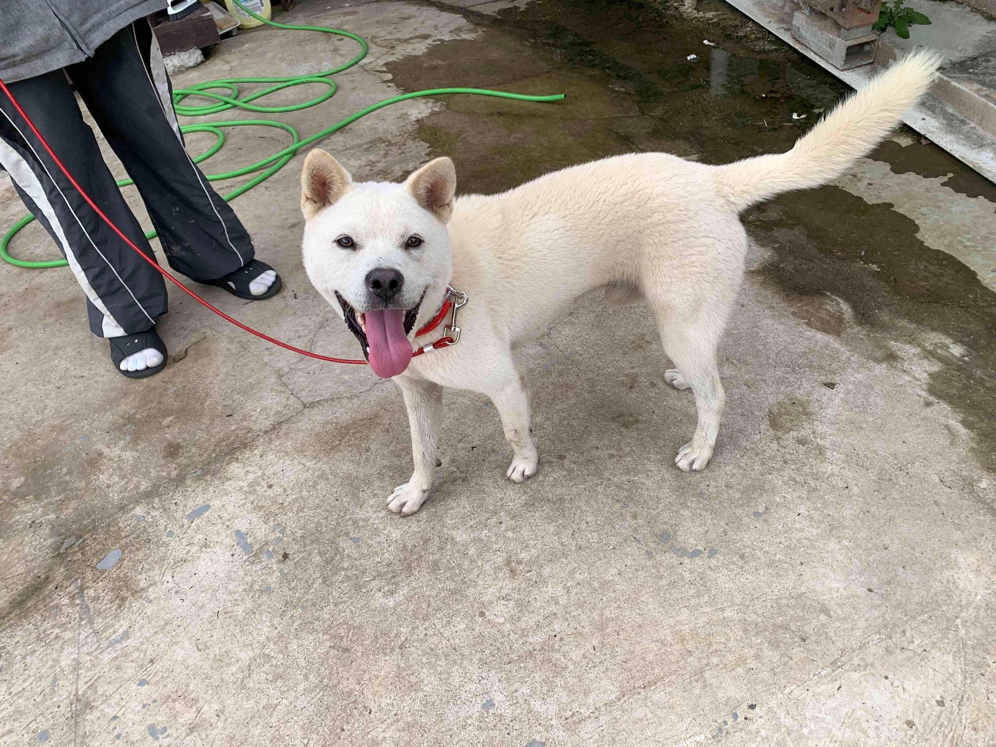 보호 중인 믹스견