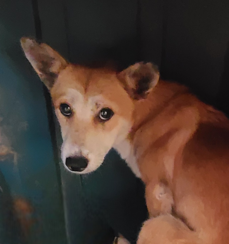 보호 중인 믹스견