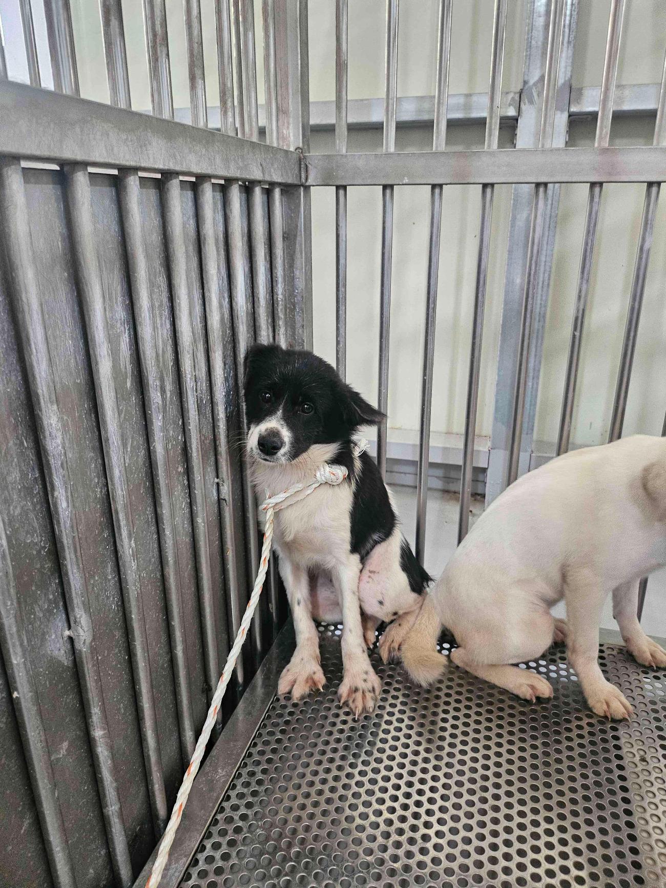 보호 중인 믹스견