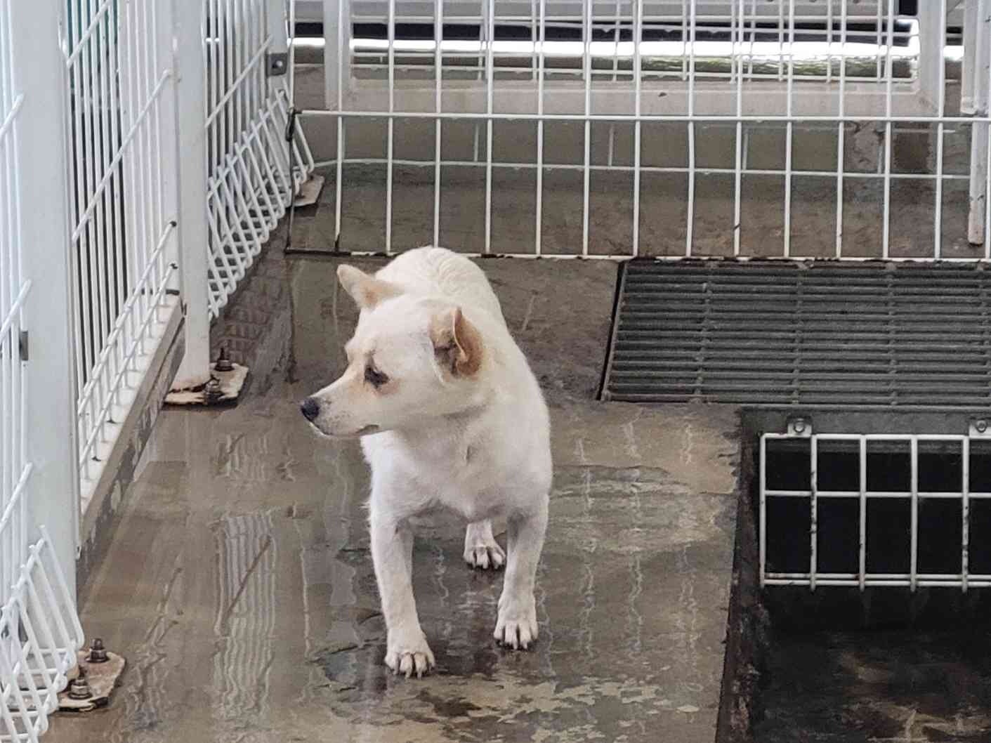 보호 중인 믹스견