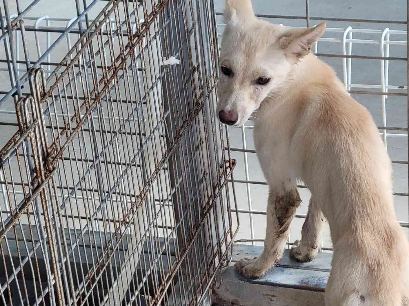 보호 중인 믹스견
