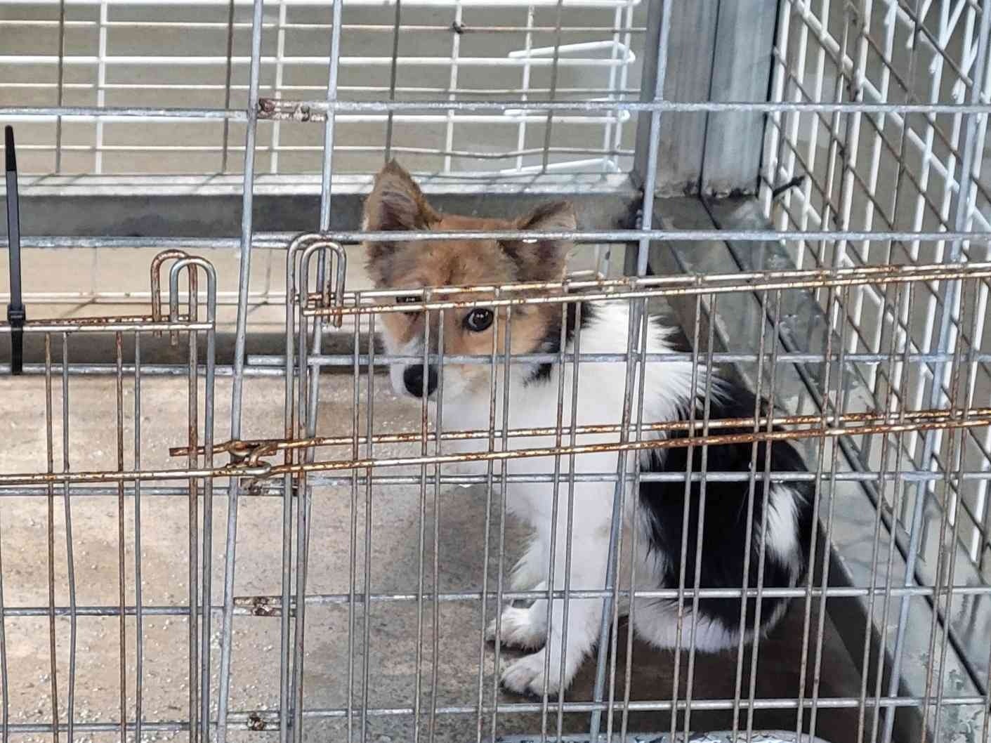 보호 중인 믹스견