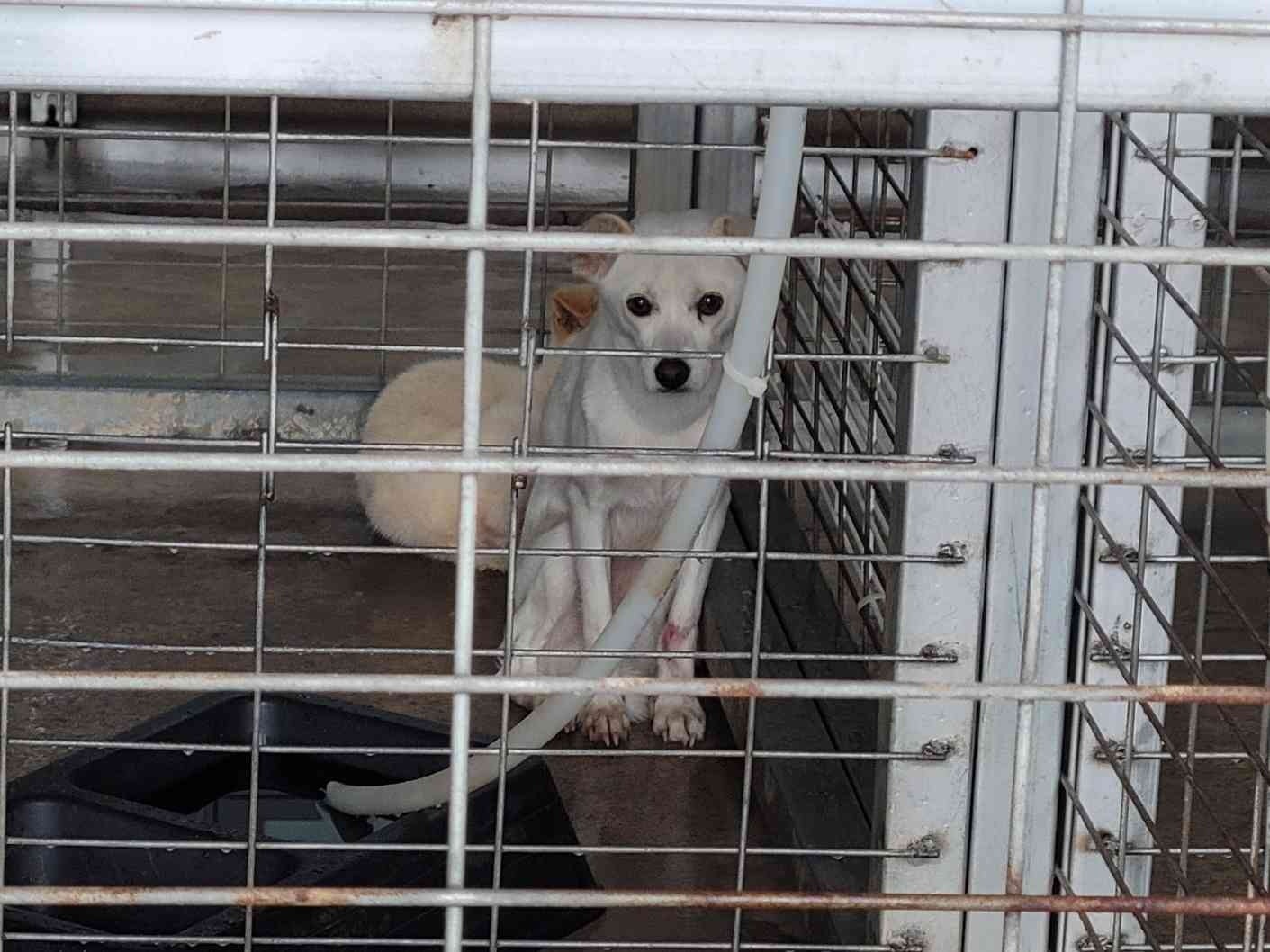 보호 중인 믹스견