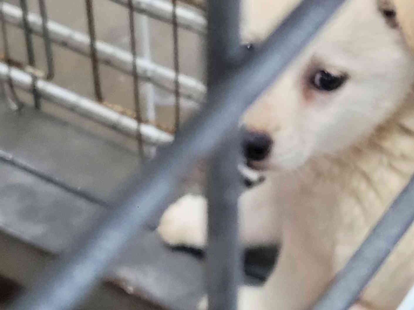 보호 중인 믹스견