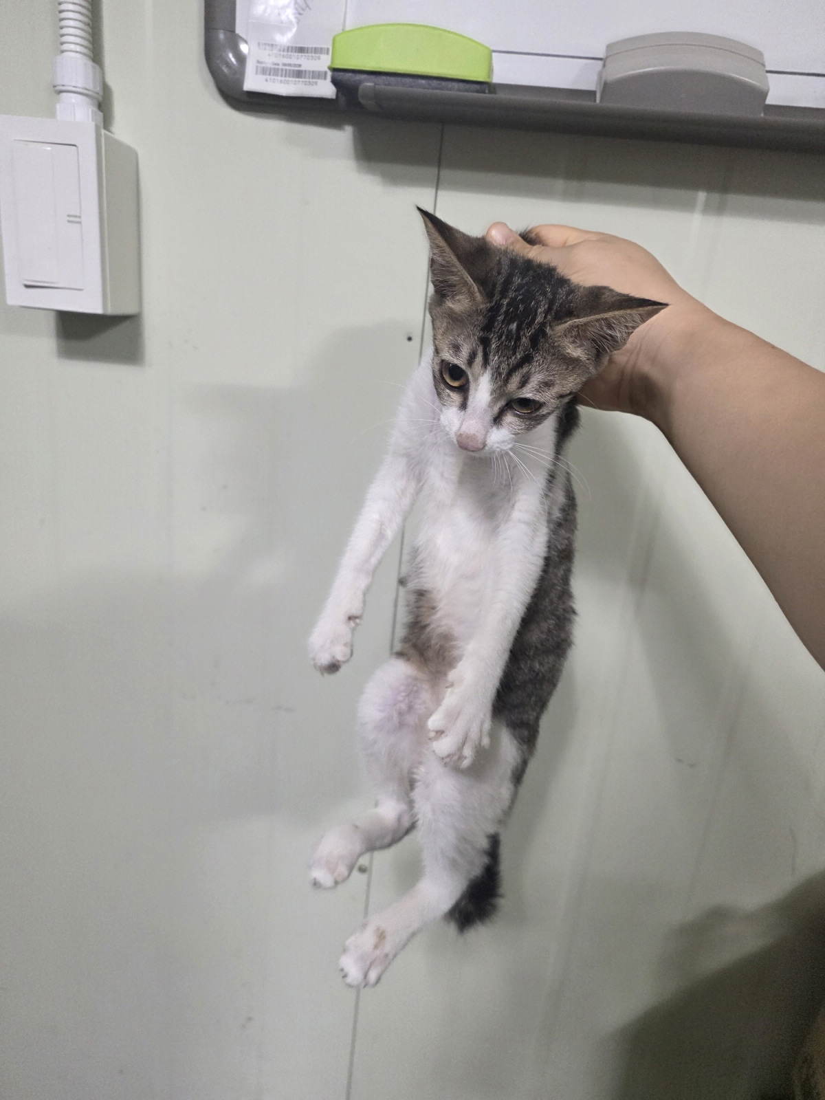 보호 중인 한국 고양이