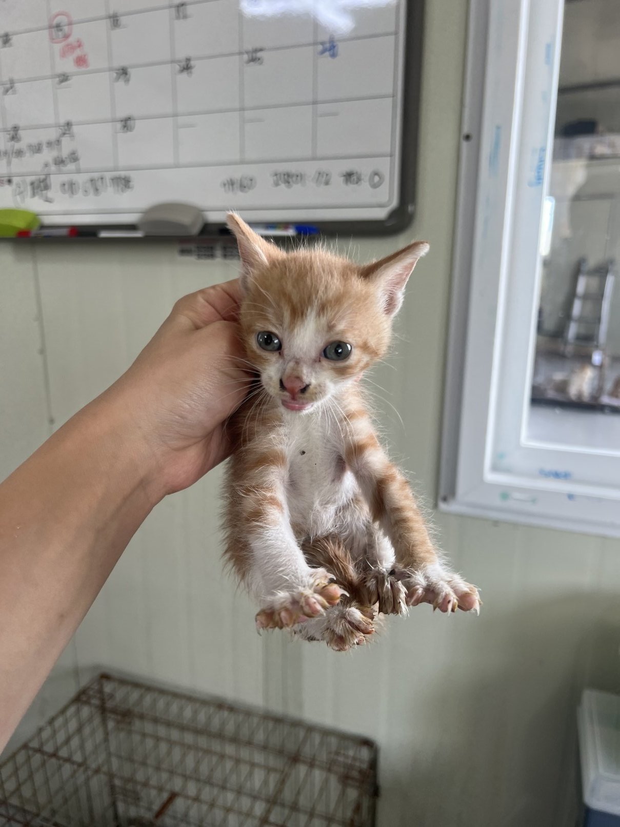 보호 중인 한국 고양이