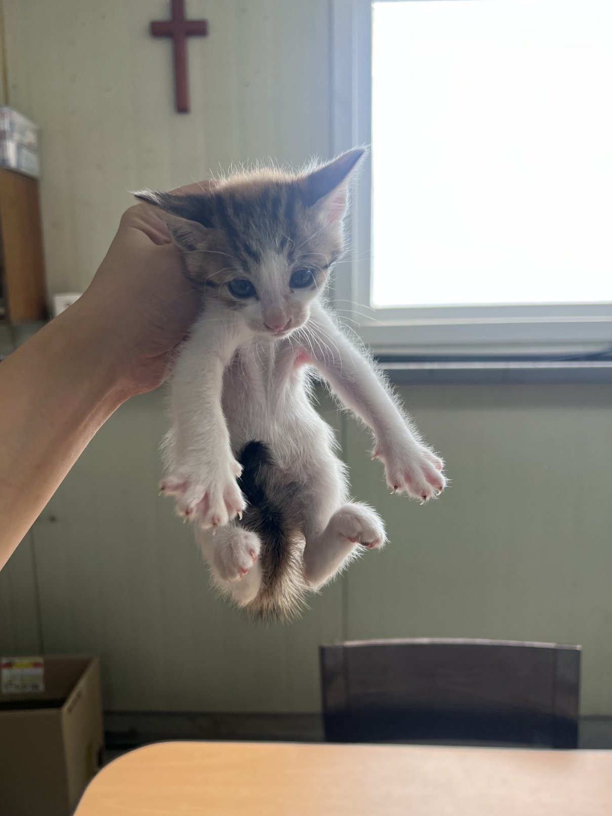 보호 중인 한국 고양이