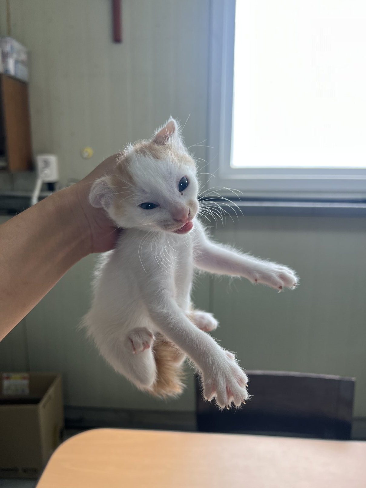 보호 중인 한국 고양이
