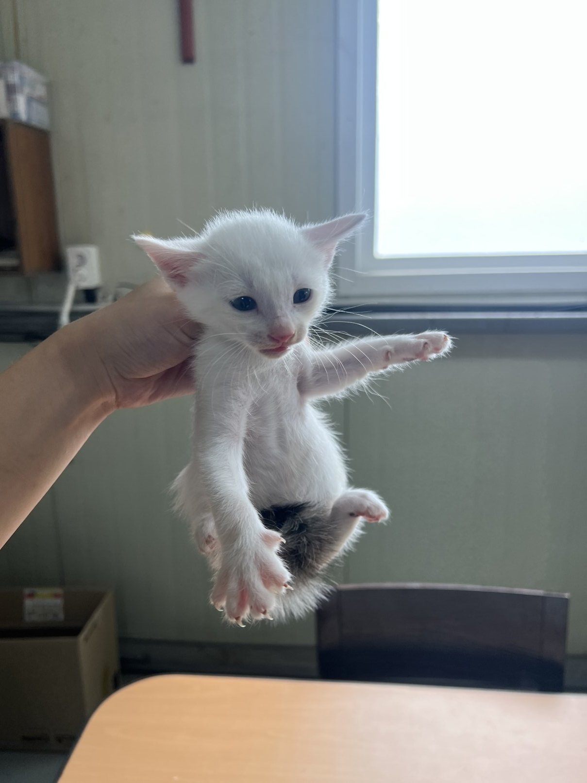 보호 중인 한국 고양이