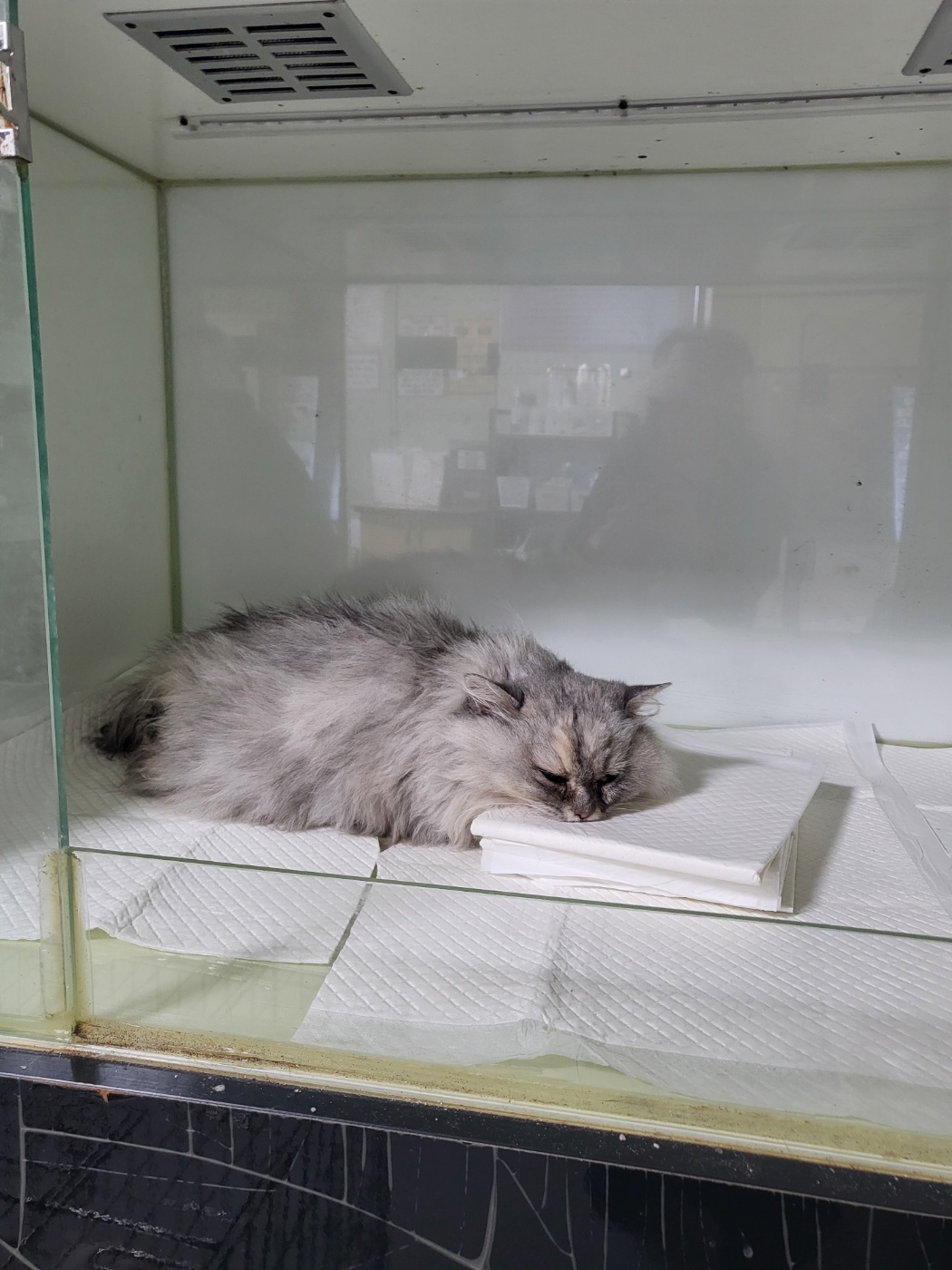보호 중인 페르시안