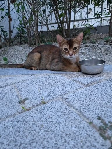 보호 중인 아비시니안