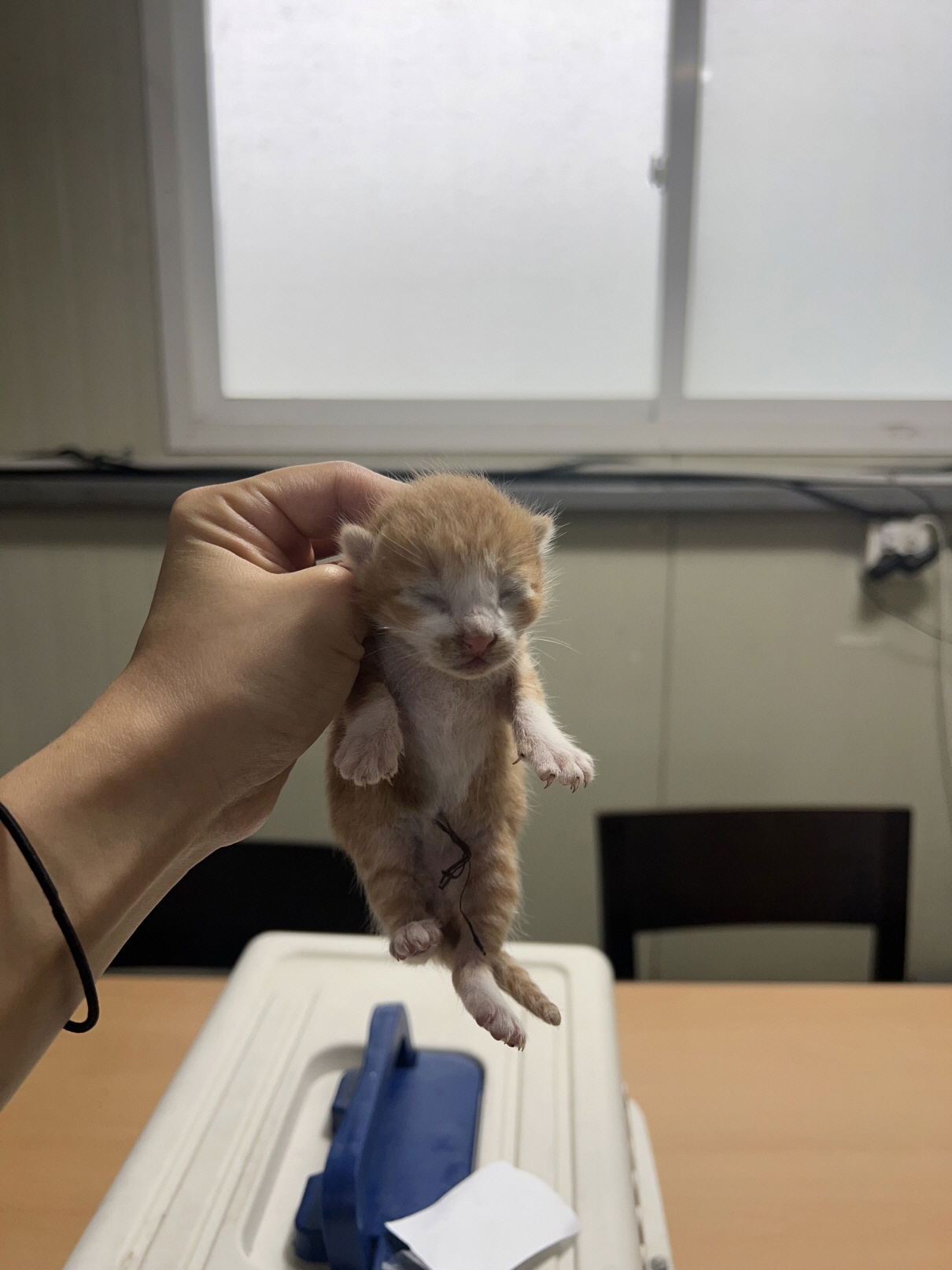 보호 중인 한국 고양이