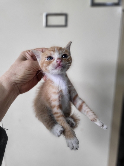 보호 중인 한국 고양이