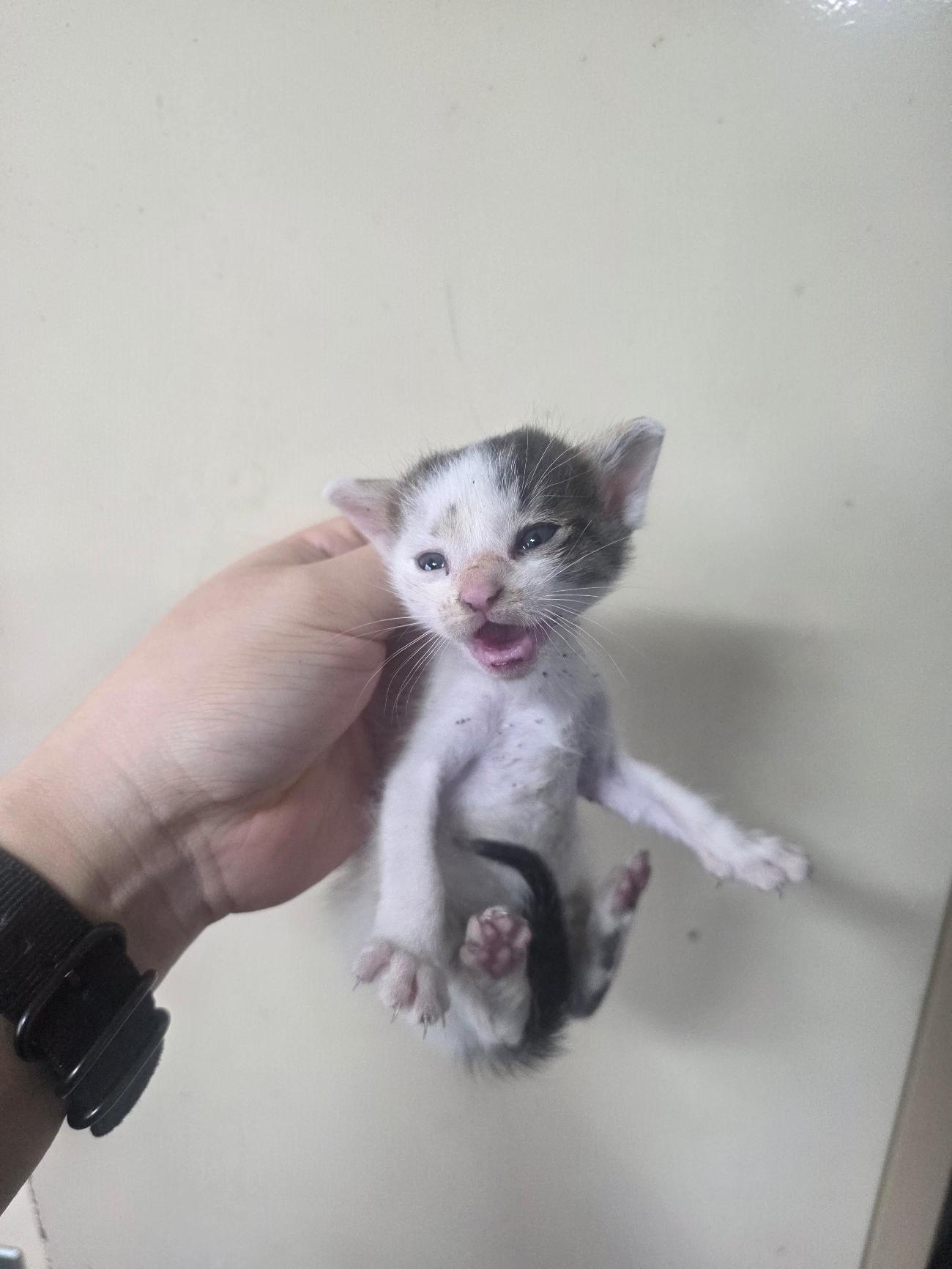 보호 중인 한국 고양이