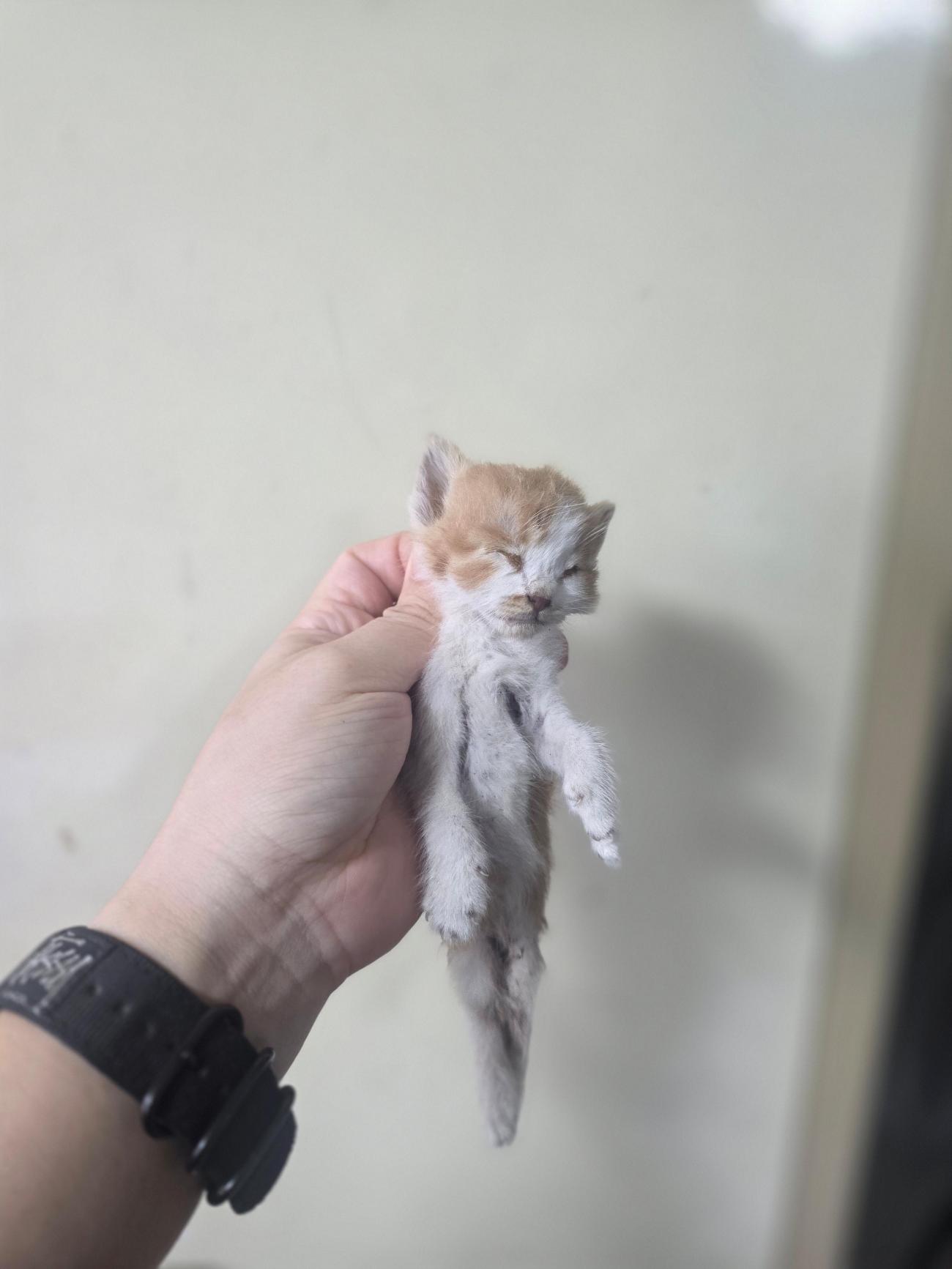 보호 중인 한국 고양이