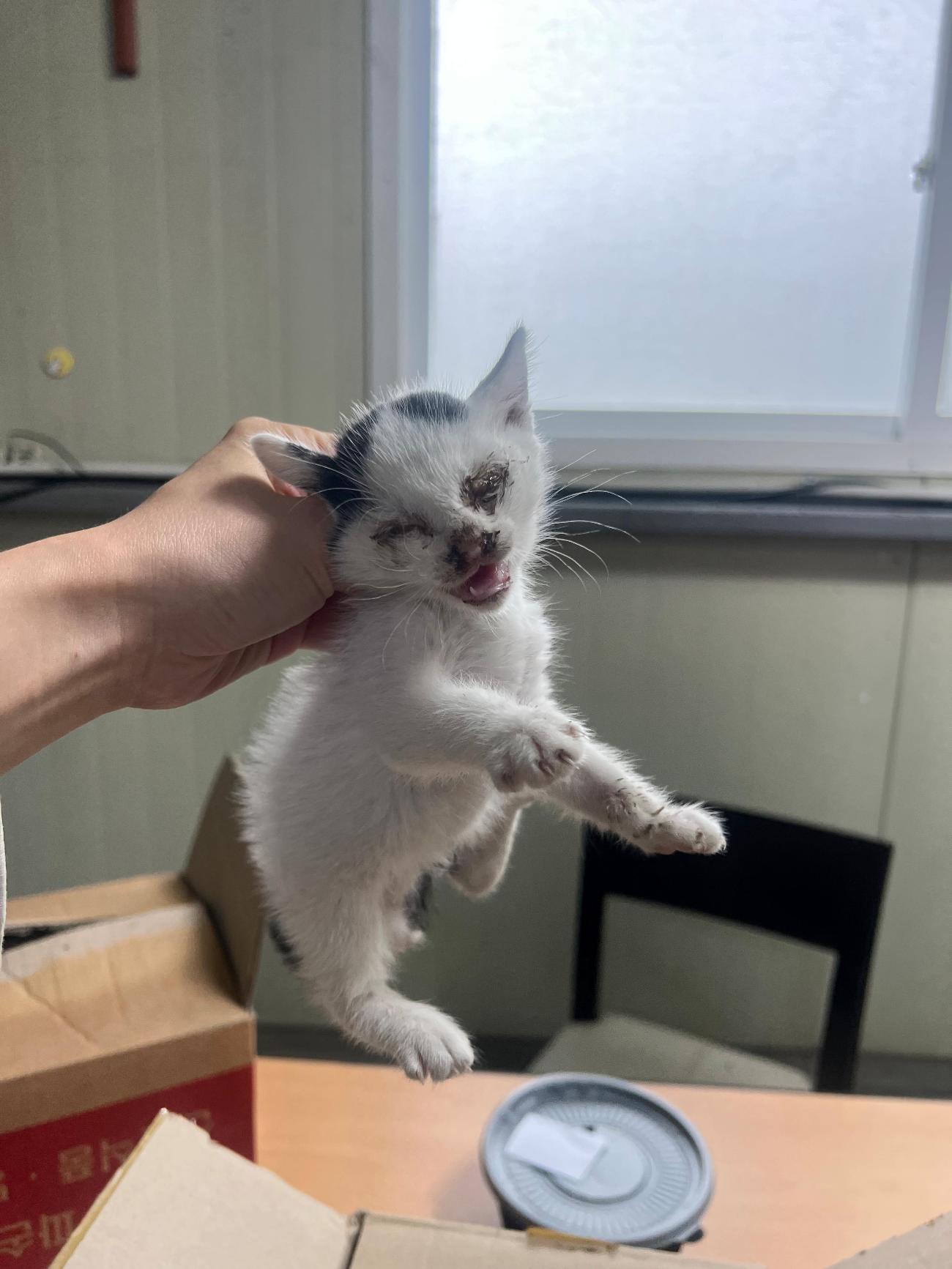 보호 중인 한국 고양이