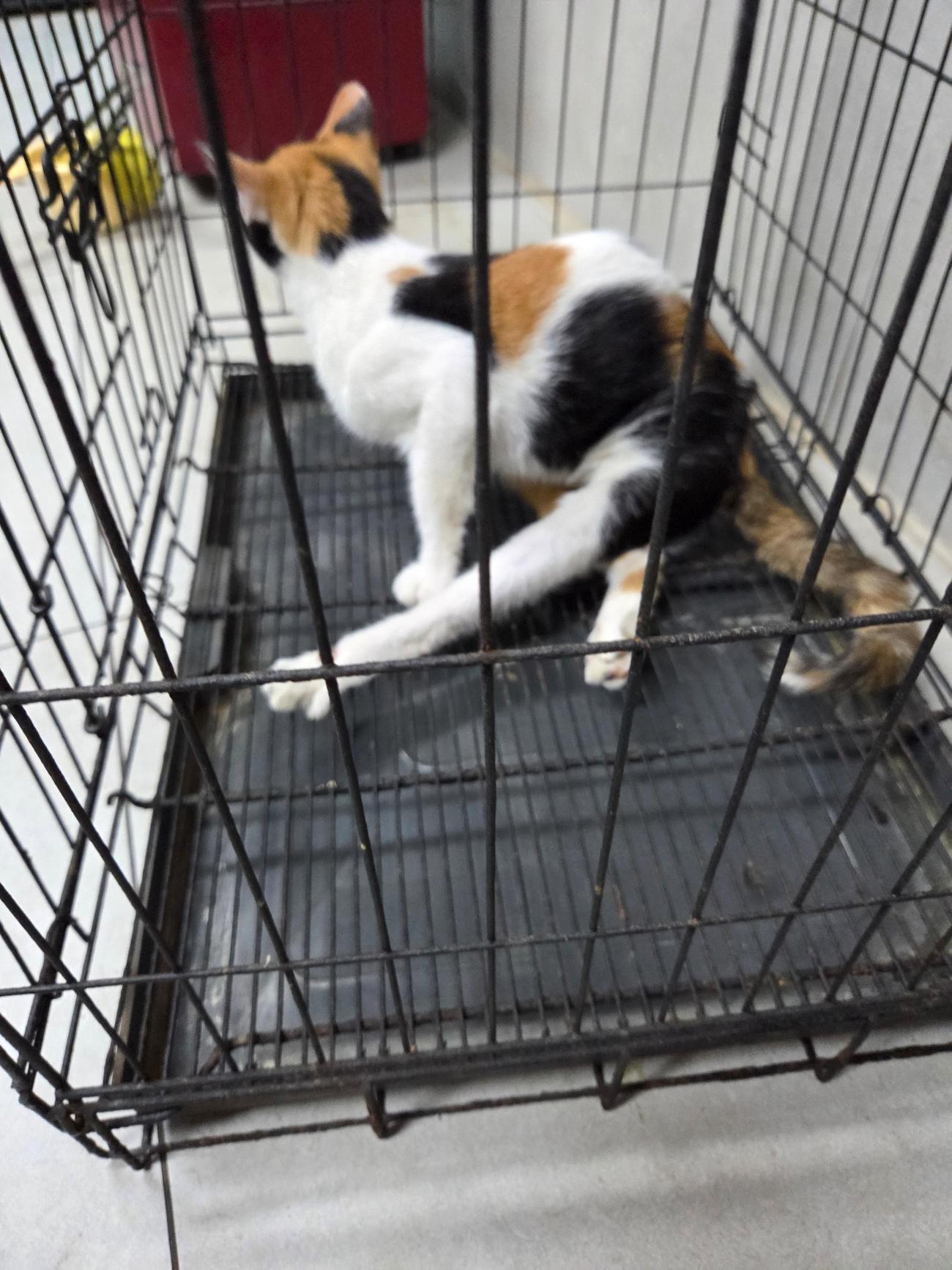 보호 중인 한국 고양이
