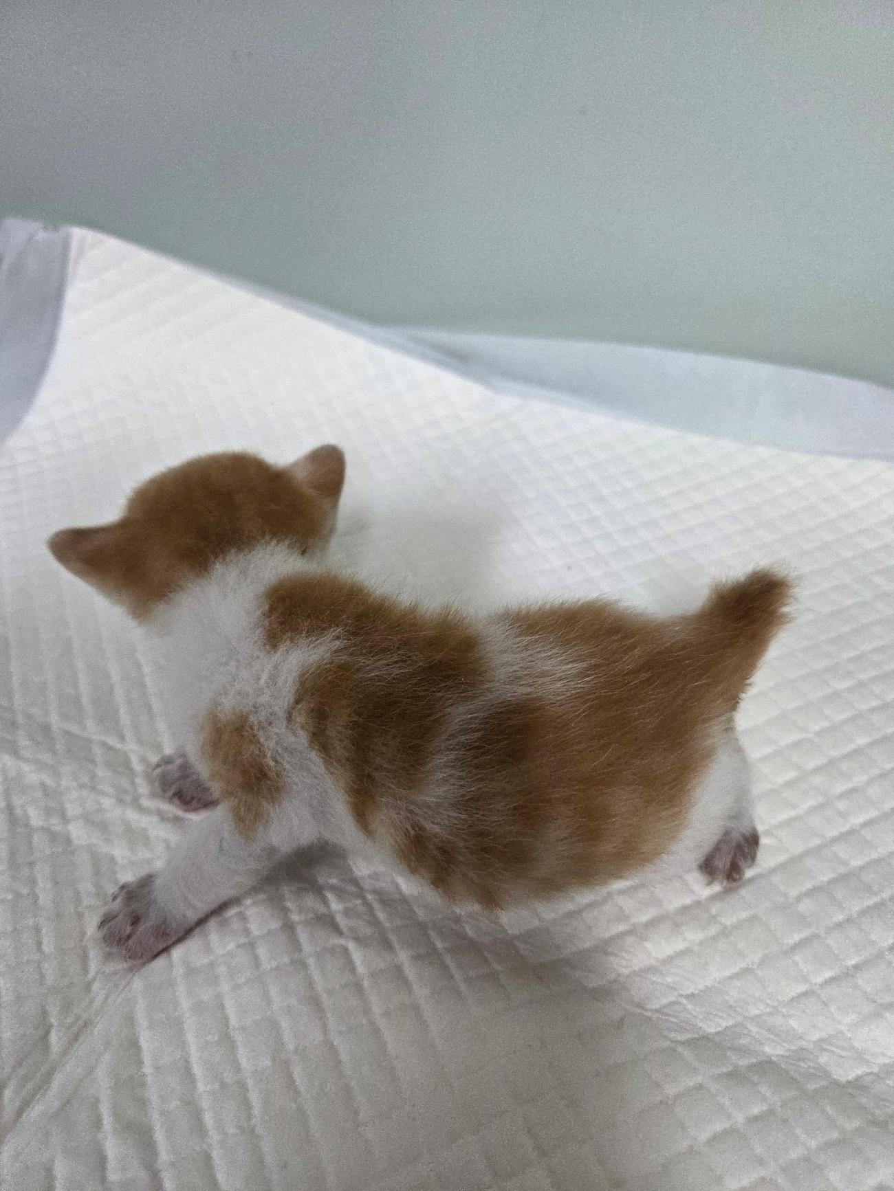 보호 중인 한국 고양이