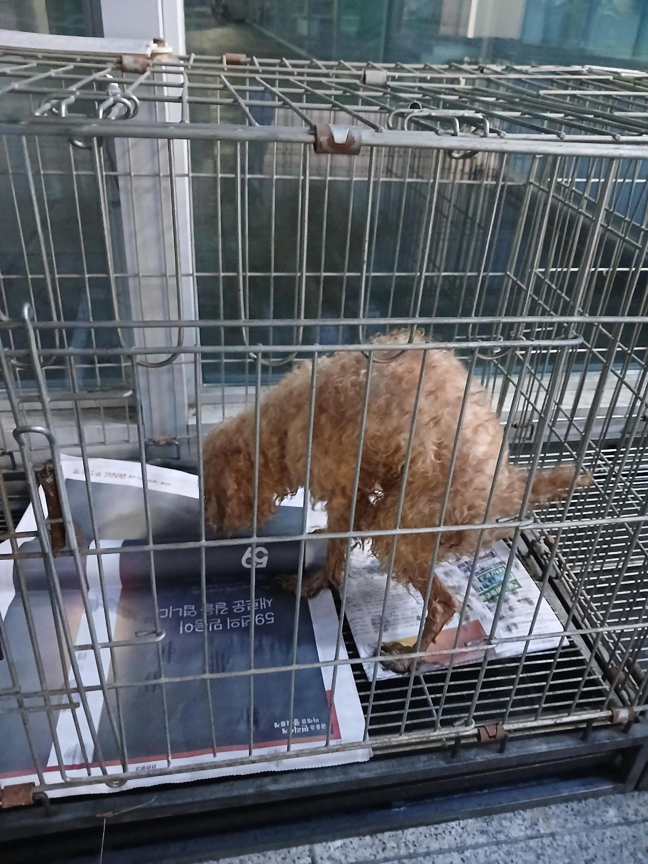 보호 중인 푸들