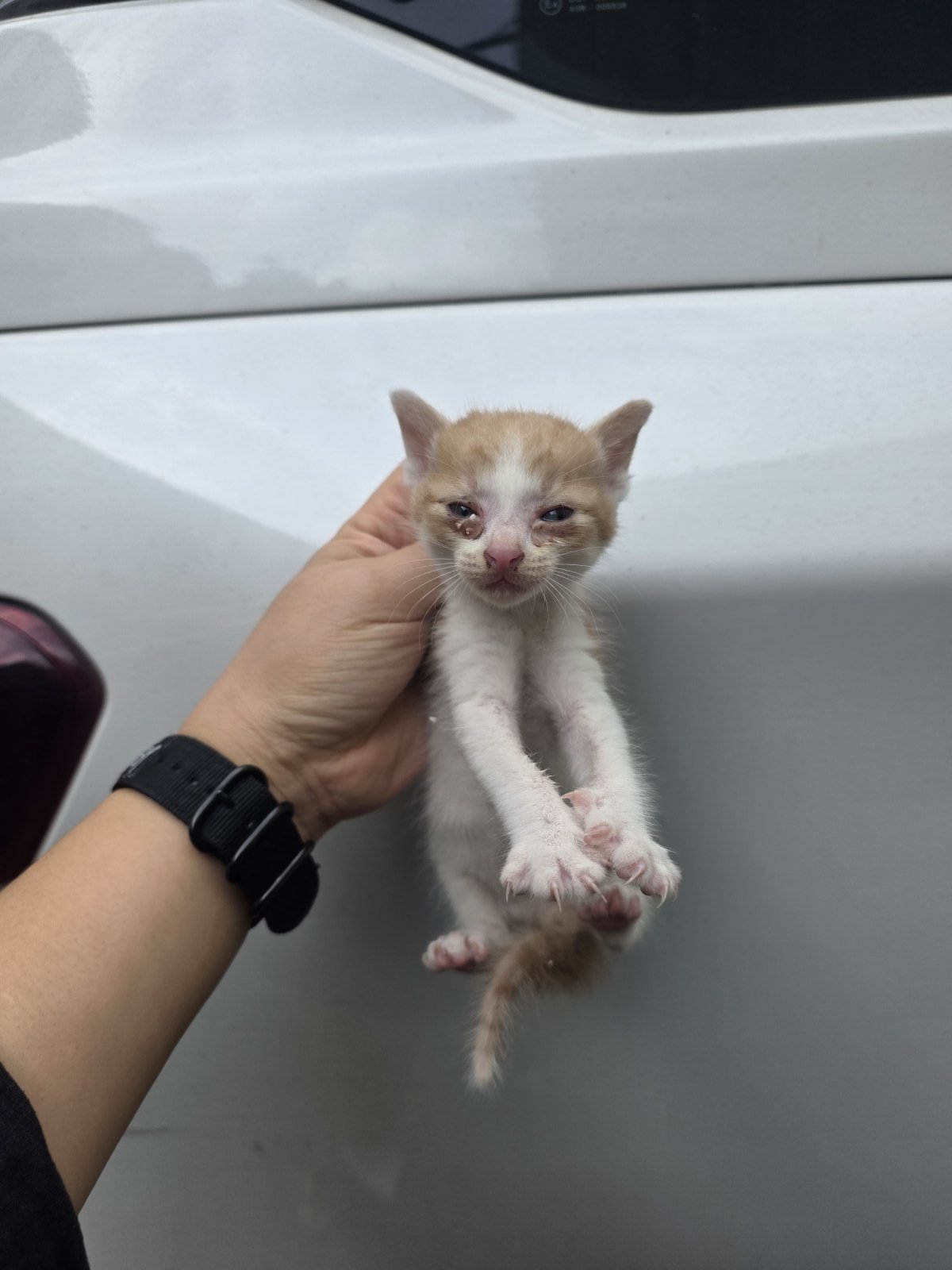 보호 중인 한국 고양이