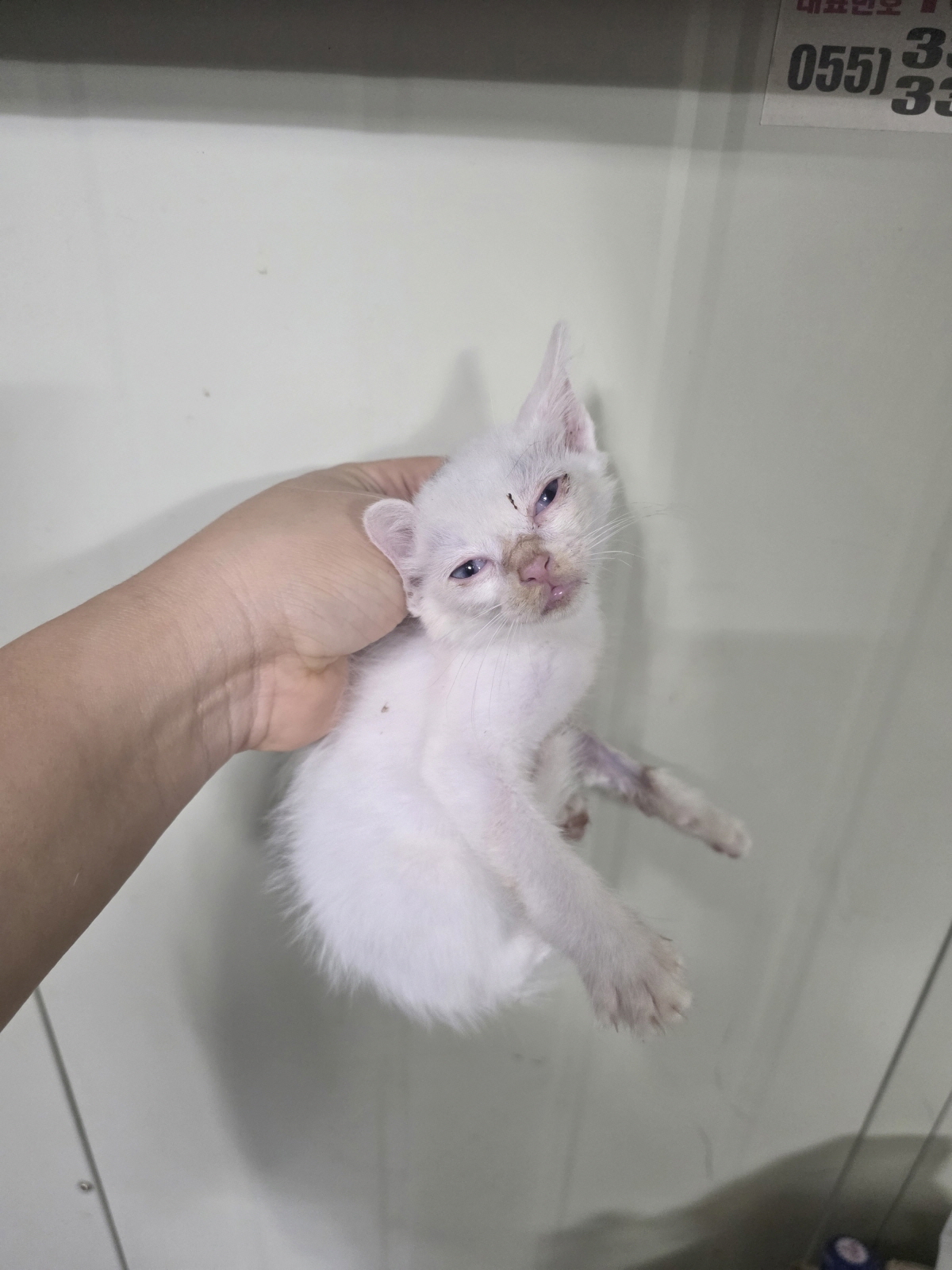 보호 중인 한국 고양이